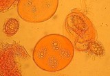 Tuber californicum image