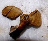 Ganoderma curtisii image