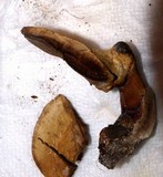 Ganoderma curtisii image