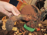 Boletus michoacanus image