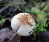 Agaricus semotus image