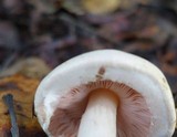 Agaricus semotus image