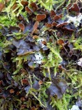 Nephroma laevigatum image