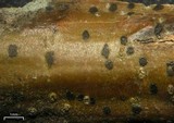 Image of Tomasellia americana
