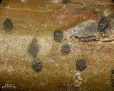 Tomasellia americana image