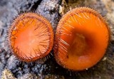 Scutellinia crinita image
