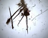 Scutellinia crinita image