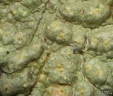 Pertusaria epixantha image
