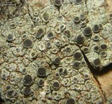 Rinodina granuligera image