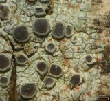 Rinodina granuligera image