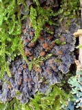 Degelia plumbea image