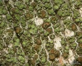 Trapeliopsis flexuosa image