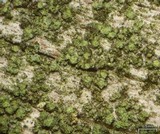 Trapeliopsis flexuosa image