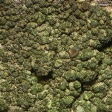 Trapeliopsis flexuosa image