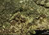Trapeliopsis flexuosa image