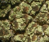 Trapeliopsis flexuosa image
