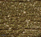 Placynthiella dasaea image