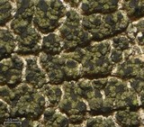 Micarea erratica image