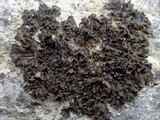 Blennothallia crispa image