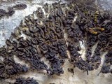 Collema auriforme image