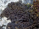 Collema auriforme image