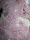 Verrucaria marmorea image