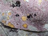 Verrucaria marmorea image