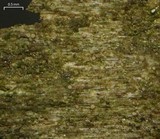 Absconditella lignicola image