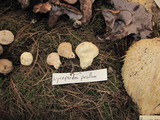 Bovista pusilla image