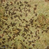 Arthonia anglica image