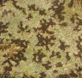 Arthonia anglica image