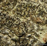 Arthonia rubella image