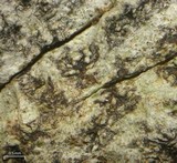 Arthonia rubella image