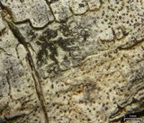 Arthonia rubella image