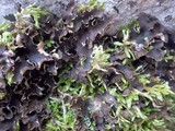 Peltigera rufescens image