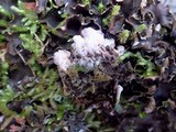 Peltigera rufescens image
