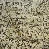 Arthonia rubella image