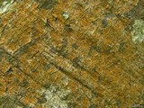Graphis furcata image