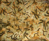 Graphis lineola image