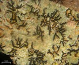 Graphis lineola image