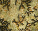 Graphis lineola image