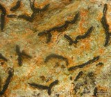 Graphis lineola image
