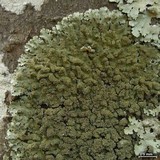 Parmelinopsis horrescens image