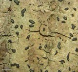Alyxoria varia image