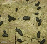 Alyxoria varia image