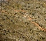 Pseudosagedia rhaphidosperma image