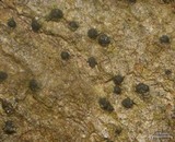 Pseudosagedia rhaphidosperma image