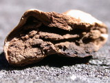 Scleroderma areolatum image
