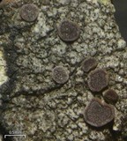 Caloplaca camptidia image
