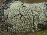 Pertusaria epixantha image